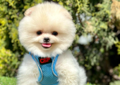 Pomeranian boo teddy bear yavrularımız